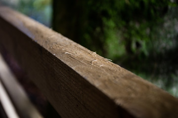 Log closeup