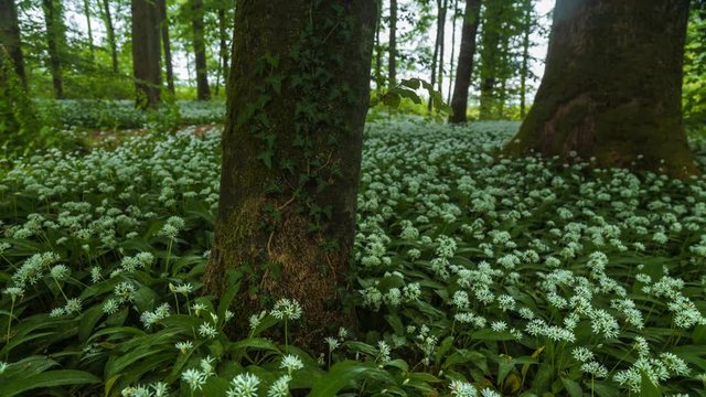Grüner Wald im Frühling 4K Zeitraffer