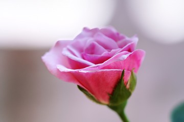 Beautiful pink rose on table for valentine day