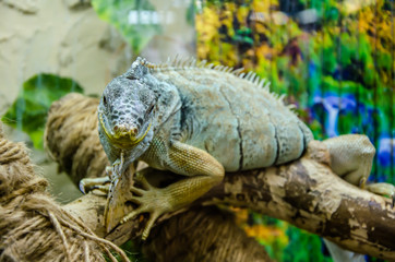 the iguana sits on a branch