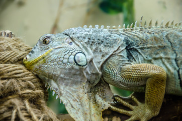 the iguana sits on a branch