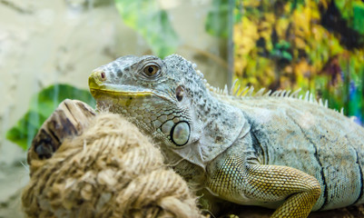 the iguana sits on a branch