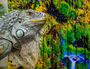 the iguana sits on a branch