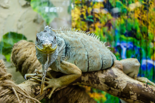 the iguana sits on a branch