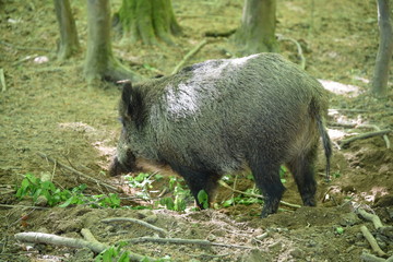 Naklejka na ściany i meble Wildschwein