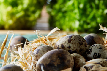 Quail eggs on blue textured surface with green blurred natural leaves background, selective focus, close-up