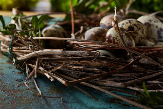 Nest with quail eggs on the blue background, top view, close-up, selective focus