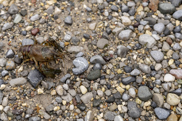 Flusskrebs Edelkrebs im Kies