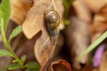 Schnecke erklimmt Blatt