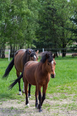 Two chestnut horses on pasture
