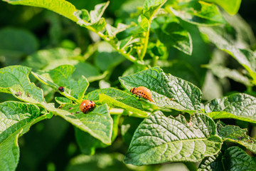 Colorado young beetle on a foliage of a potato