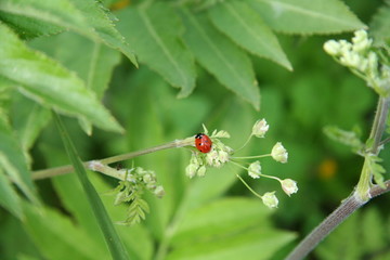 Coccinelle