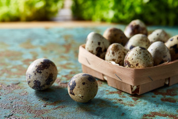 Quail eggs in the box on blue textured surface with green blurred natural leaves background, selective focus, close-up
