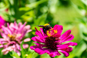 Wasp with pink flowers