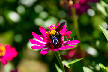 Wasp with pink flowers