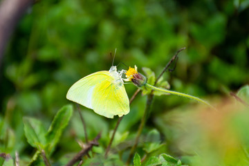 The butterfly is beautiful. On yellow flowers.