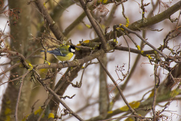 Fat Tit on a branch of a tree in the city