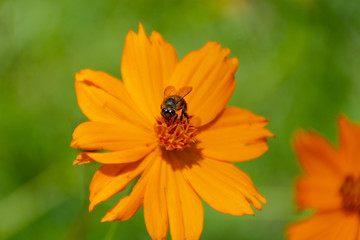 Bee on yellow
