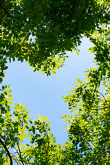 The nature of the sky and the trees are beautiful , With the tree around to see the sky a heart shape.