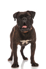 excited black boxer standing with mouth open