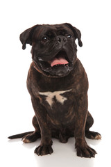 surprised seated black boxer looks up to side