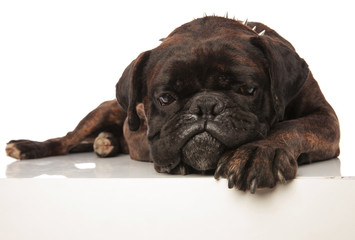 depressed black boxer with spiked collar lying