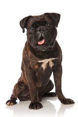 funny black boxer sitting with mouth open