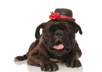 classy black boxer lying with mouth open looks down