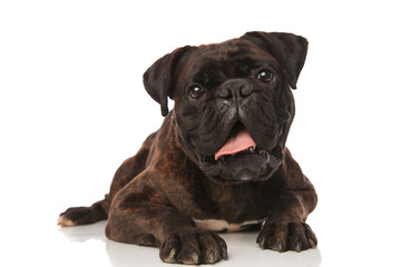 adorable surprised boxer lying with mouth open