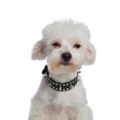 close up of cute bichon wearing a spiked collar