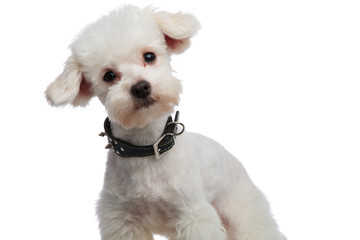 lovely bichon with black collar leaning to side