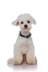 adorable seated bichon with spiked black collar