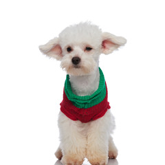 curious bichon wearing a chirstmas sweater looks to side