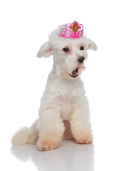 shocked bichon wearing a pink crown looks to side