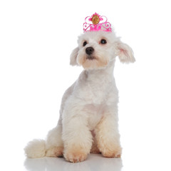 lovely crowned bichon looks to side while sitting © Viorel Sima