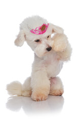 adorable bichon princess looking under its paw
