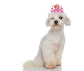 cool princess bichon sitting and winking