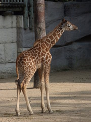 Une girafe