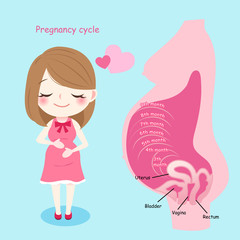 woman with pregmnancy cycle