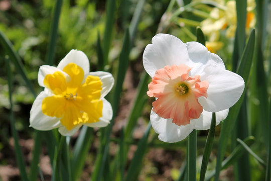 White-orange flower of Daffodil (Narcissus) cultivar Precocious from Large-cupped Group