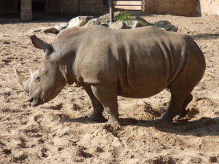 Obraz premium Un rhinocéros