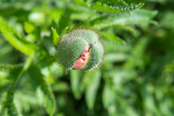 Obraz premium Schöne Mohn Blüte mit unscharfem grünem Hintergrund