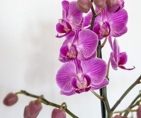 Orchideen auf weiss