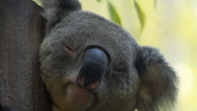 Koala is sleeping on the tree