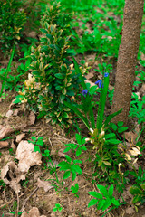 Blue Scilla siberica or siberian squill flowers. First spring flowers. Blue scilla flowers blooming in green grass in early spring