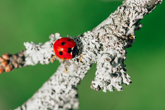 Macro photo of  Ladybug sitting on branch