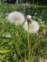 Wünsch dir was... Pusteblume