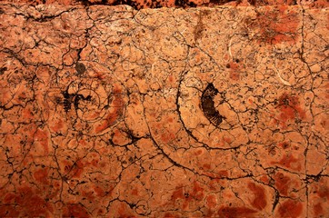 Ammonites in a pavement in Verona