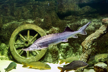 Alive sturgeon in the aquarium
