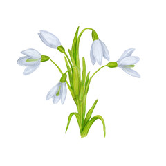 Hand drawn colorful snowdrops. Beautiful garden or forest spring plants in sketch style for design greeting card, package, textile. Cartoon illustration isolated on white background.